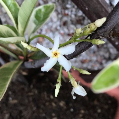 Trachelospermum jasminoides 'Variegatum'