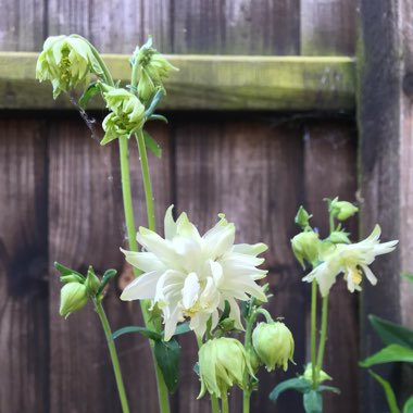 Aquilegia 'Green Apples'