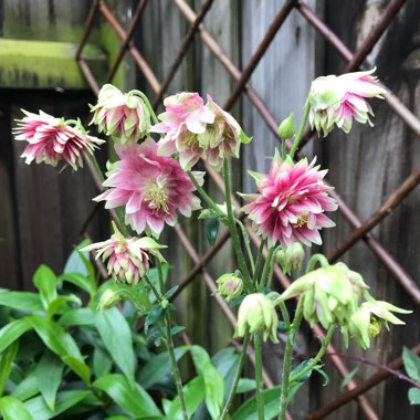 Aquilegia vulgaris var. stellata 'Nora Barlow'