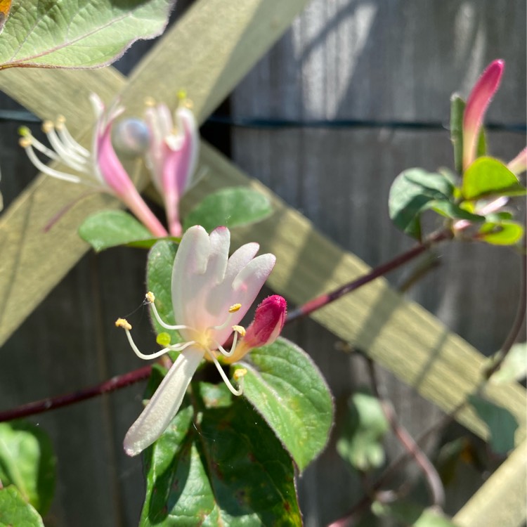 Plant image Lonicera japonica var. repens