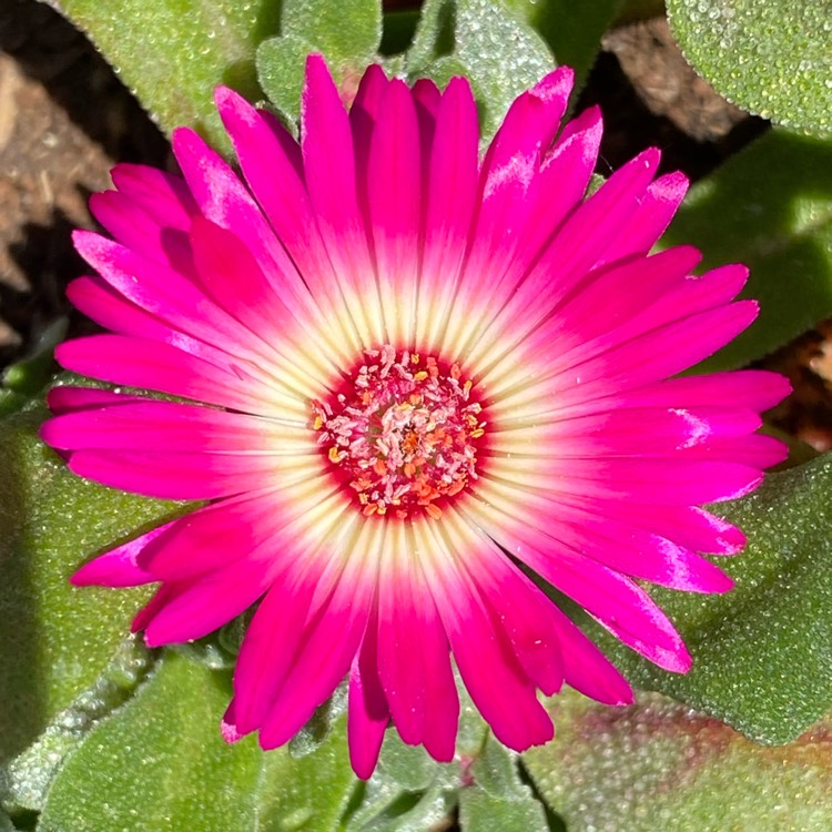 Mesembryanthemum criniflorum 'Magic Carpet' (Dorotheanthus ...