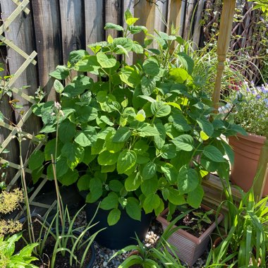 Hydrangea arborescens 'Incrediball'