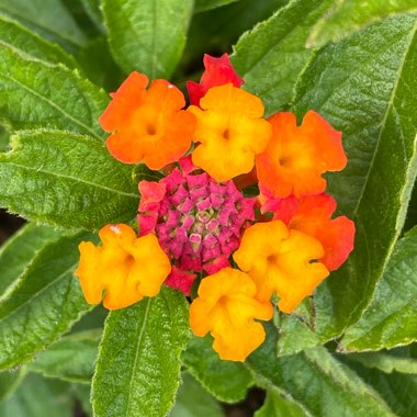 Lantana camara