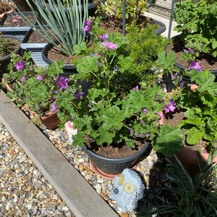 Plant image Malva Sylvestris 'Mystic Merlin'