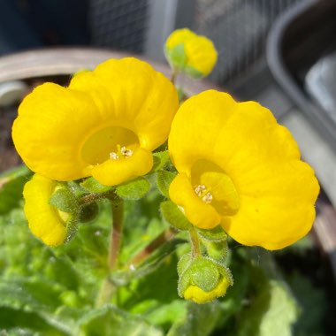 Calceolaria