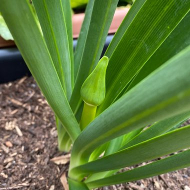 Agapanthus 'Donau' syn. Agapanthus 'Blue Danube'