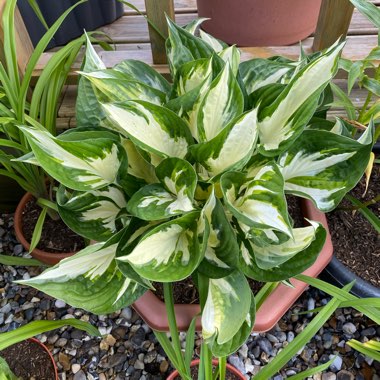 Hosta 'Fire and Ice'