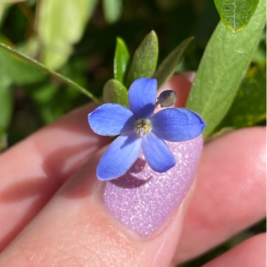 Billardiera heterophylla syn. Sollya Heterophylla, Sollya fusiformis