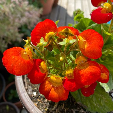 Calceolaria