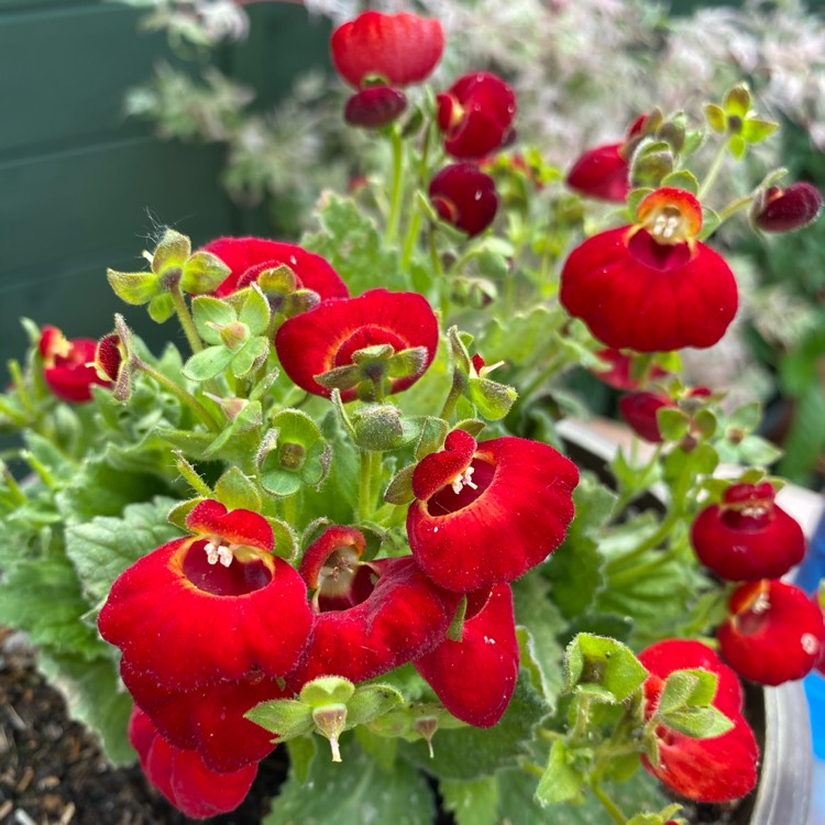 Plant image Calceolaria