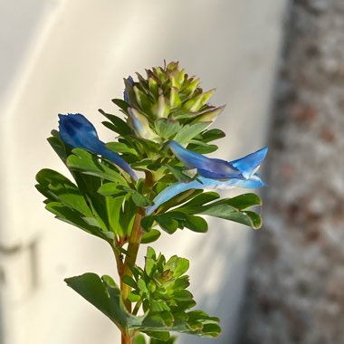 Corydalis