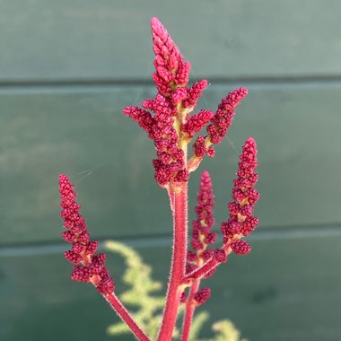 Astilbe