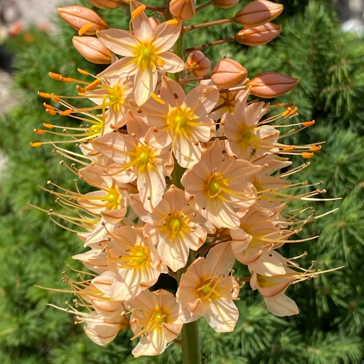 Plant image Eremurus x isabellinus 'Cleopatra'