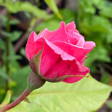 Rosa 'Queen Elizabeth'