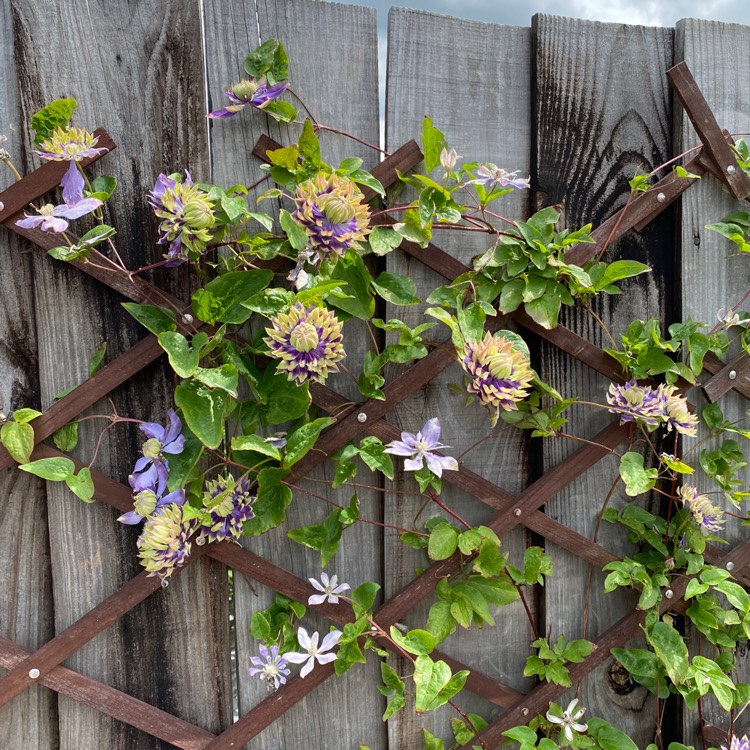 Plant image Clematis florida 'Taiga'