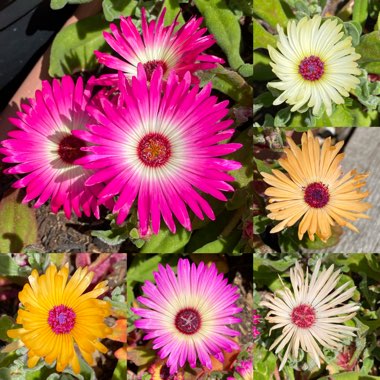 Mesembryanthemum criniflorum 'Magic Carpet' (Dorotheanthus bellidiformis)