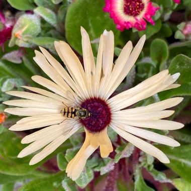 Mesembryanthemum criniflorum 'Magic Carpet' (Dorotheanthus bellidiformis)