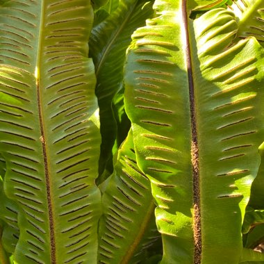 Asplenium scolopendrium 'Undulatum'