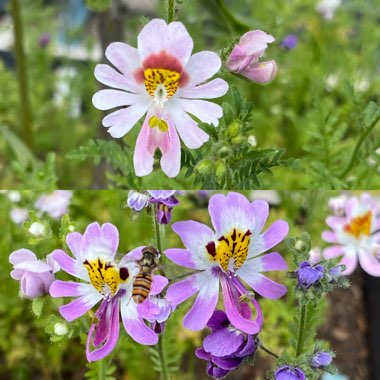 Schizanthus x wisetonensis