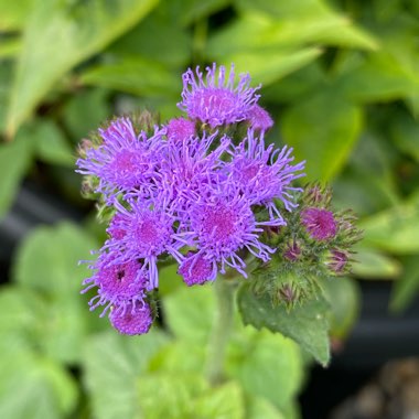 Ageratum houstonianum 'Timeless Mix'