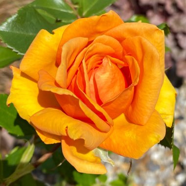 Rosa 'Joro'