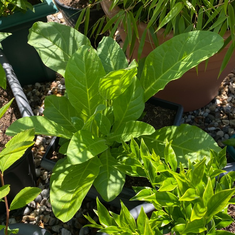 Plant image Nicotiana Sylvestris