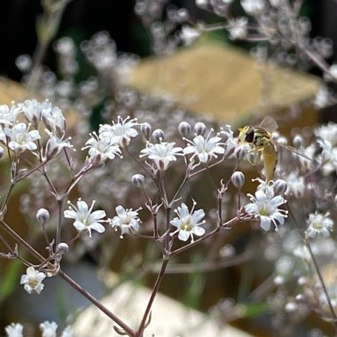 Gypsophila