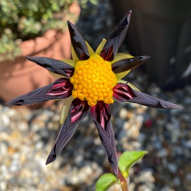 Dahlia 'Verrone's Obsidian'