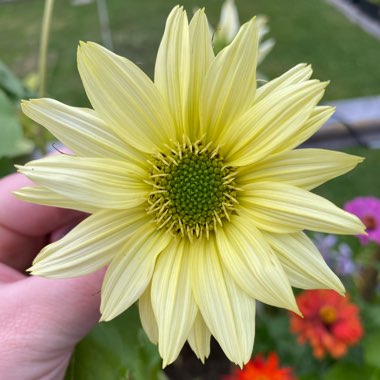 Helianthus annuus