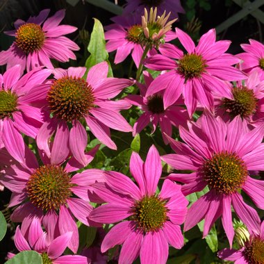 Echinacea purpurea 'Pas702917' (PowWow Series) syn. Echinacea 'PowWow Wild Berry'