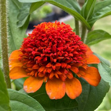 Zinnia elegans 'Scabious-Flowered Mix'