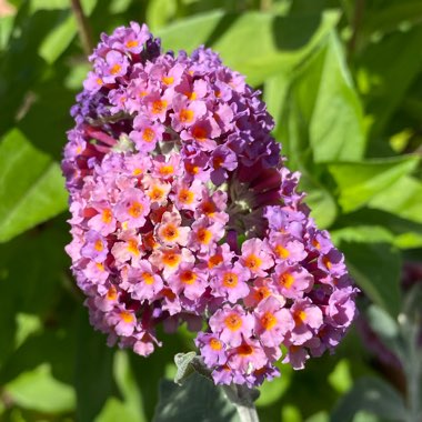 Buddleja x weyeriana 'Bicolor' syn. Buddleja davidii 'Bicolor', Buddleja x weyeriana 'Flower Power', Buddleja 'Kaleidoscope'