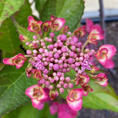 Hydrangea macrophylla 'Shining Angel' (Black Diamonds Series)