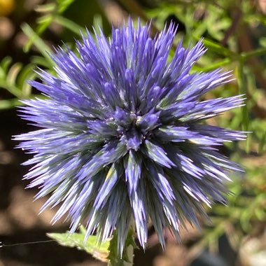 Echinops ritro subsp. ruthenicus