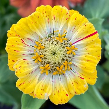 Zinnia elegans