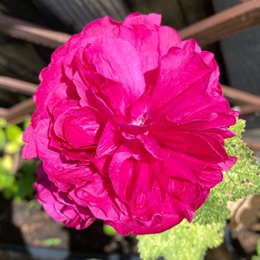 Alcea rosea 'Chater's Double Group Pink'