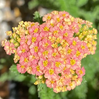 Achillea millefolium 'Summer Pastels' mix