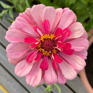 Zinnia elegans 'Sunbow Mix'