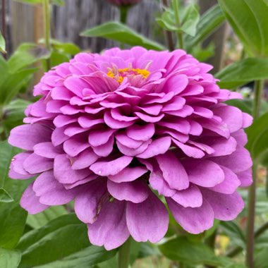 Zinnia elegans 'Purple Prince'