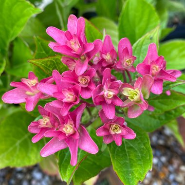 Hydrangea macrophylla 'Princess Diana'