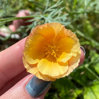 Eschscholzia californica 'Mission Bells'