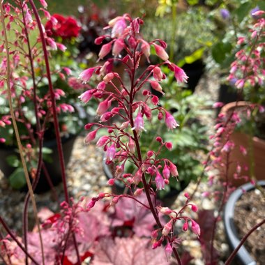 Heuchera 'Berry Smoothie'