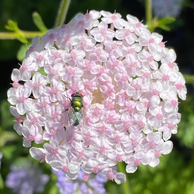 Trachymene coerulea 'Blue Lace' syn. Didiscus caeruleus 'Blue Lace'