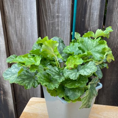 Heuchera 'Thomas'