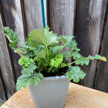 Heuchera 'Apple Crisp'