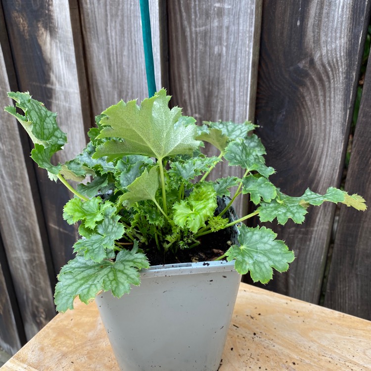 Plant image Heuchera 'Apple Crisp'