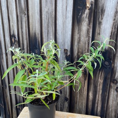 Buddleja davidii 'White Profusion'