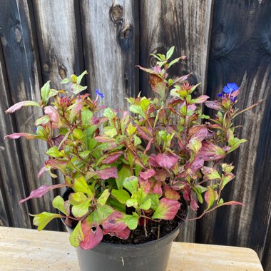 Ceratostigma plumbaginoides syn. plumbago larpentiae