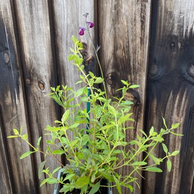 Salvia 'Amethyst Lips'