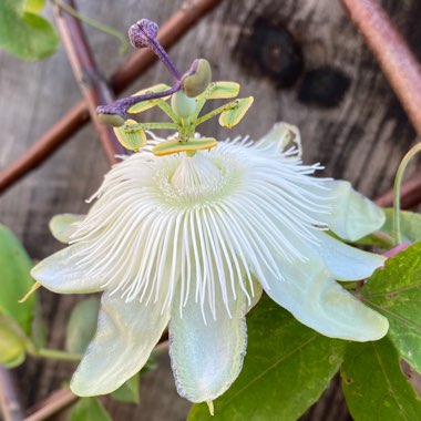 Passiflora caerulea 'Constance Elliot'